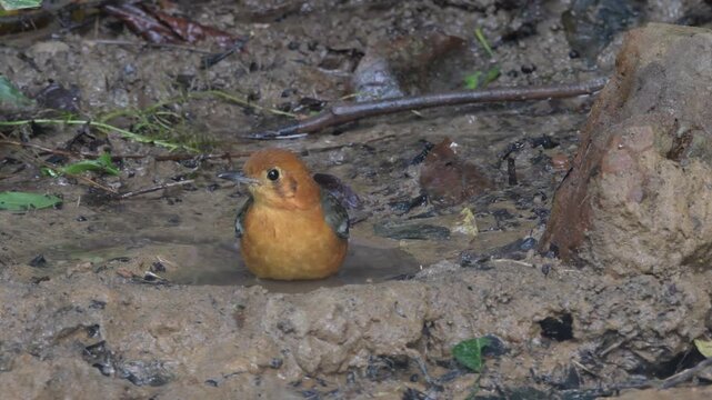 orange-headed thrush (Geokichla citrina) seen at Dosdewa in Karimganj, Assam, India