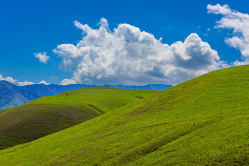 Fototapeta premium Cow grazing peacefully in rural mountainous area during daytime