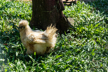 Forest Rooster with Dense Feathers Inside Zoo.