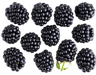 Organic Blackberries Flat Lay, isolated on a transparent background
