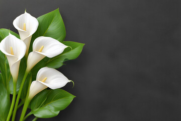 White calla lilies bouquet on dark gray background, elegant floral arrangement, sympathy flowers