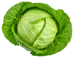 Top View of Fresh Green Cabbage Leaves, isolated on a transparent background