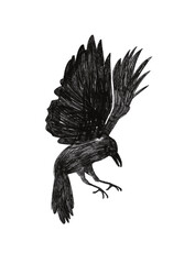 A dark, detailed illustration of a black raven with wings partially raised, as if landing or preparing to attack. The style is realistic and slightly gothic, symbolizing mystery or foreboding themes.