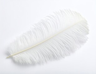 White Ostrich Feather on White Background