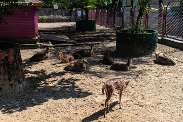 Group of spotted deer resting under a tree.
