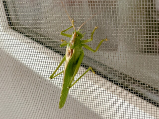 Emerald Guest on the Window Scree