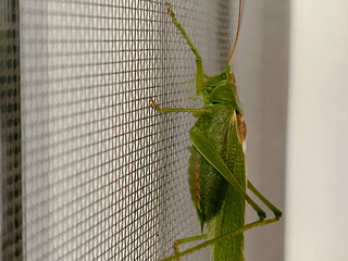 Emerald Guest on the Window Scree