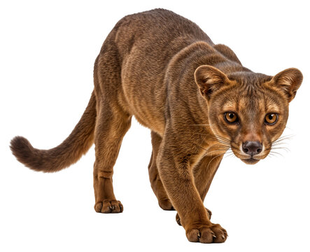 a secretive fossa, Cryptoprocta ferox, the largest madagascan carnivore, sneaking