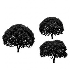 Fototapeta premium Three trees with dense foliage in black and white silhouette