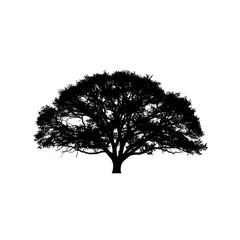 Fototapeta premium Silhouette of a large tree with dense foliage crown