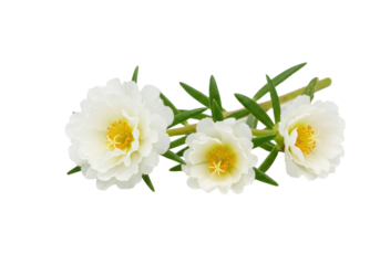 Close-up UHD photo of a vibrant white moss rose (Portulaca grandiflora) with delicate white petals and yellow stamen, alongside two smaller blooms on green stems, isolated on a pristine transparent