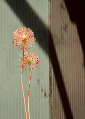 Close-up shot of two Allium flowers with their distinctive spherical seed heads, standing...