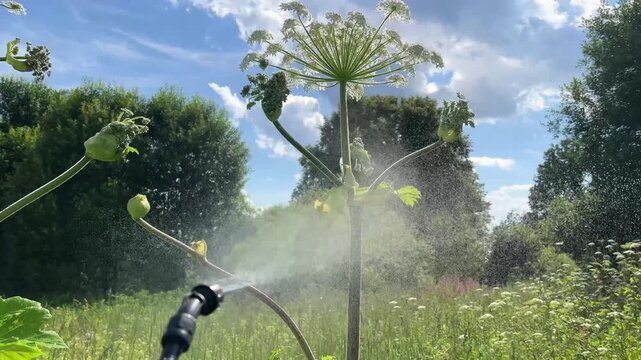 Spraying herbicide on giant hogweed in bloom on sunny summer day