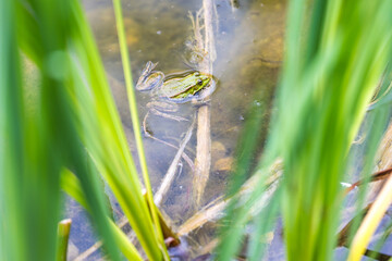Frosch im Teich