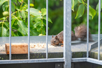 Eichhörnchen frisst Futter am Balkon