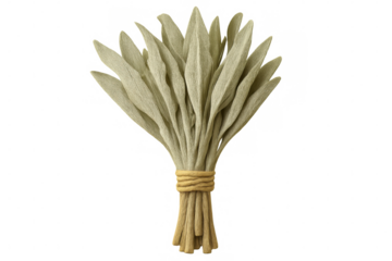 White sage smudge stick bundled with natural twine, resting against transparent backdrop, supporting cleansing ritual preparations