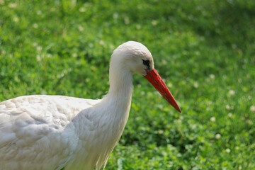 White stork -Ciconia ciconia. Adult European White Stork Standing In Green Summer Grass. Wild Field Bird. Close-up portrait of a stork. migratory bird. High quality photo