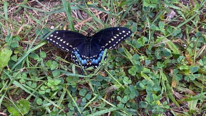 black blue butterfly on the grass