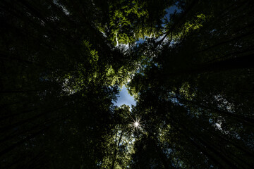 Experience the Majestic Canopy View of a Lush and Vibrant Green Forest Landscape, sustainability