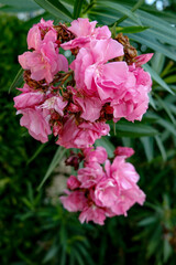 Bright pink flowers blossom among green leaves in a natural setting