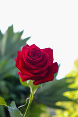 Vibrant red rose in bloom, with dense, velvety petals. The slender green stem bends slightly, while the background is a soft blur of light tones and green vegetation