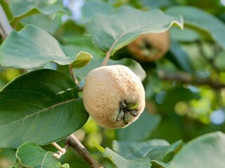 The quince (Cydonia oblonga) fruits on a tree. Lazio region, Italy