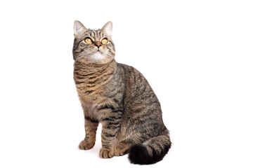Domestic tabby cat with striking golden eyes, sitting gracefully against a white background, showcasing its playful and curious nature in a captivating pose