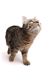 Domestic tabby cat with striking yellow eyes gazes upward, showcasing its playful curiosity and distinctive striped fur against a clean white background, embodying feline charm and personality