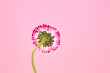 Close-up view of a delicate pink and white flower against a soft pink background, showcasing...