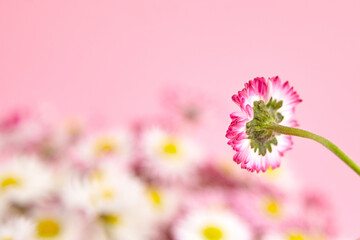 Close-up of a vibrant flower with pink and white petals against a soft pink background, showcasing...