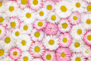 Vibrant arrangement of pink and white daisies fills the frame, showcasing delicate petals and...