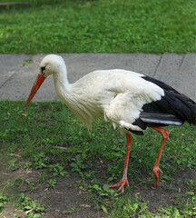 White stork -Ciconia ciconia. Adult European White Stork Standing In Green Summer Grass. Wild Field Bird. Close-up portrait of a stork. migratory bird. High quality photo