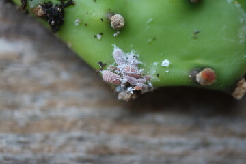 Wełnowce kaktusów Atrococcus mamillariae Spilococcus cactearum opuncja jamajska opuntia