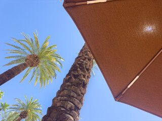 Beach umbrella from low angle with palm trees