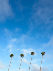 Tall palm trees in a blue sky