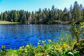 étang de la gruère, la gruère, See, Moorsee, Moor, Weiher, Hochmoor, Wanderweg, Wasserpflanzen, Wald, Waldweg, Wasserpflanzen, Torfmoos, Jura, Naturschutz, Frühling, Sommer, Schweiz