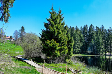 étang de la gruère, la gruère, See, Moorsee, Moor, Weiher, Hochmoor, Wanderweg, Holzsteg, Wasserpflanzen, Wald, Waldweg, Torfmoos, Jura, Naturschutz, Frühling, Sommer, Schweiz