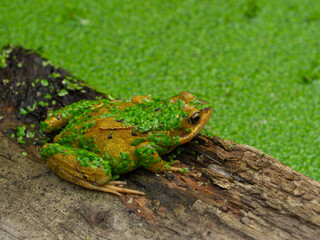 Frog in a garden pond