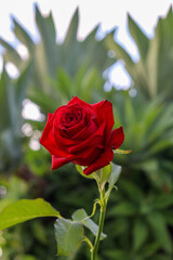 Vibrant red rose in bloom, with dense, velvety petals. The slender green stem bends slightly, while the background is a soft blur of green tones and foliage