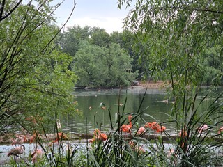 Flamingos Resting by a Tranquil Lake. Group of flamingos standing and wading near a peaceful lake surrounded by lush green trees and tall grasses in nature
