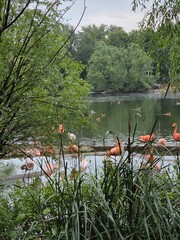 Flamingos by Tranquil Lake in Lush Park. Group of flamingos standing and wading in a peaceful, tree-lined lake surrounded by lush greenery in a natural setting