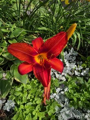 Bright Red Daylily Bloom in Garden Setting. Vibrant red daylily flower blooming among green foliage and silver-leafed plants in a sunlit summer garden scene