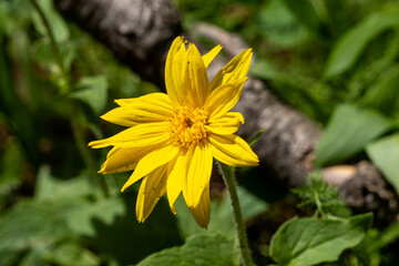 yellow flower in the sun