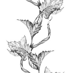 Grapevine branch with leaves and berries. Seamless border, Hand drawn with pencil. Graphic drawing. For food, packaging and cosmetics