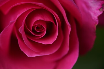 quantum valentine roses at different scales and close-ups