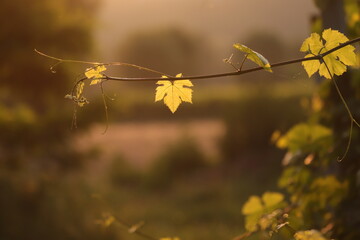 foglie di vite al tramonto