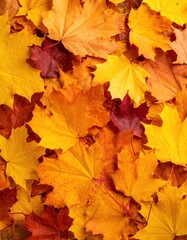 Fototapeta premium Autumn leaves close-up (1)