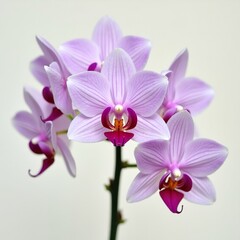 Obraz premium Happy orchid purple orchid flower with pink flowers on white background