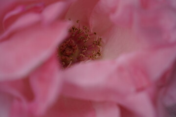 quantum valentine roses at different scales and close-ups