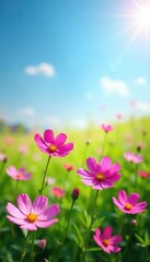 Cosmos flowers carpet a meadow, bathed in sunlight against a clear blue sky , tranquil, plant, vibrant